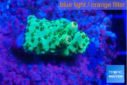 Acropora green 2 cm WYSIWYG acclimaté