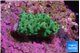 Acropora green 2 cm WYSIWYG acclimaté