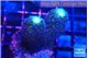 Stylophora milka 2-3 cm WYSIWYG acclimaté