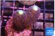 Stylophora milka 2-3 cm WYSIWYG acclimaté