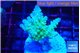 Acropora green blue ice Fijii 3-4 cm WYSIWYG acclimaté