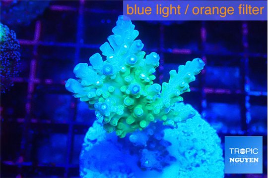 Acropora green blue ice Fijii 3-4 cm WYSIWYG acclimaté