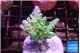 Acropora green blue ice Fijii 3-4 cm WYSIWYG acclimaté