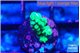 Acropora green 1-2 cm WYSIWYG acclimaté