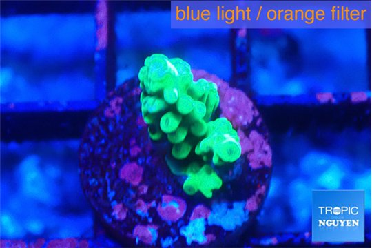 Acropora green 1-2 cm WYSIWYG acclimaté