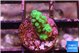 Acropora green 1-2 cm WYSIWYG acclimaté