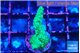 Acropora green 2-3 cm WYSIWYG acclimaté
