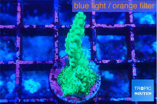 Acropora green 2-3 cm WYSIWYG acclimaté