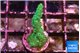 Acropora green 2-3 cm WYSIWYG acclimaté