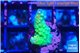 Acropora green & purple tip 1-2 cm WYSIWYG acclimaté