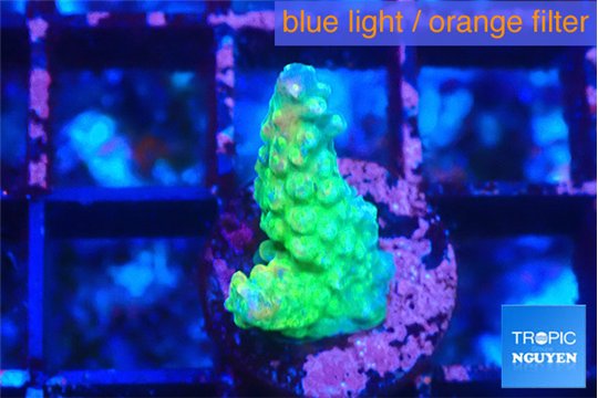 Acropora green & purple tip 1-2 cm WYSIWYG acclimaté
