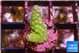 Acropora green & purple tip 1-2 cm WYSIWYG acclimaté