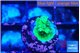 Acropora green 1-2 cm WYSIWYG acclimaté
