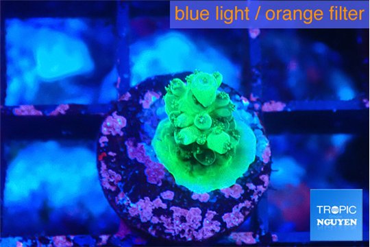 Acropora green 1-2 cm WYSIWYG acclimaté