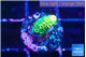 Acropora neon green 1-2 cm WYSIWYG acclimaté