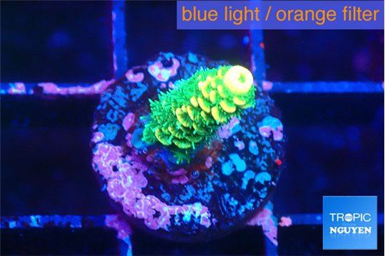 Acropora neon green 1-2 cm WYSIWYG acclimaté