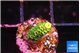 Acropora neon green 1-2 cm WYSIWYG acclimaté
