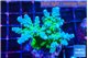 Acropora green blue ice Fijii 4-5 cm WYSIWYG acclimaté