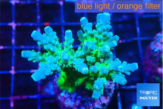 Acropora green blue ice Fijii 4-5 cm WYSIWYG acclimaté