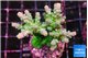 Acropora green blue ice Fijii 4-5 cm WYSIWYG acclimaté