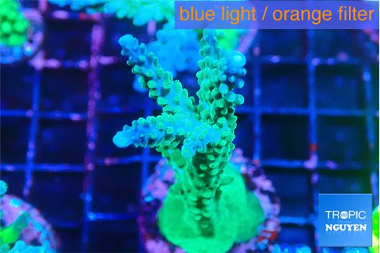 Acropora green & purple tip 5-6 cm WYSIWYG acclimaté