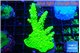 Acropora neon green 4-5 cm WYSIWYG acclimaté