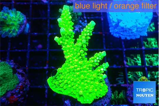 Acropora neon green 4-5 cm WYSIWYG acclimaté