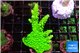 Acropora neon green 4-5 cm WYSIWYG acclimaté