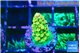 Acropora rainbow 1-2 cm WYSIWYG acclimaté