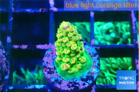 Acropora rainbow 1-2 cm WYSIWYG acclimaté