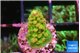 Acropora rainbow 1-2 cm WYSIWYG acclimaté