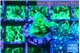 Acropora green 1-2 cm WYSIWYG acclimaté