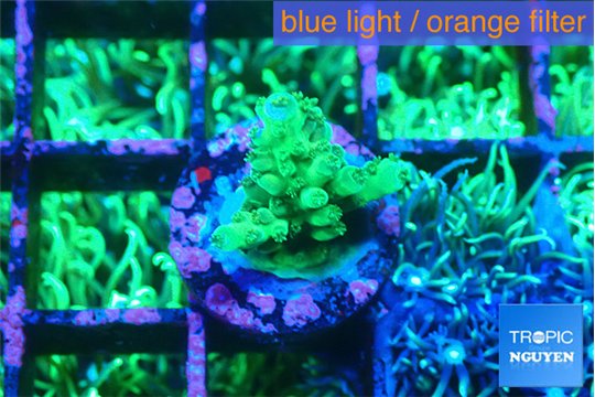 Acropora green 1-2 cm WYSIWYG acclimaté