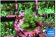 Acropora green 1-2 cm WYSIWYG acclimaté