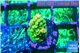 Acropora rainbow 1-2 cm WYSIWYG acclimaté