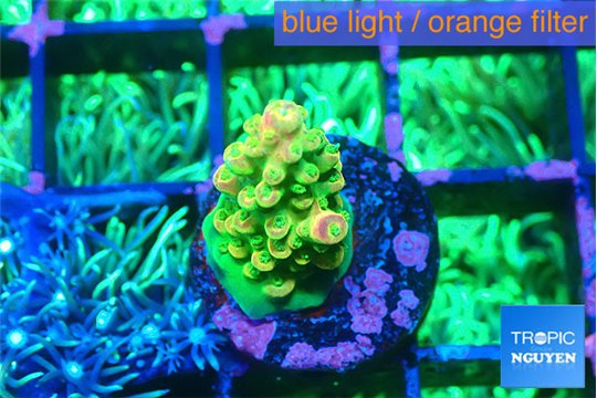 Acropora rainbow 1-2 cm WYSIWYG acclimaté