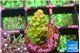 Acropora rainbow 1-2 cm WYSIWYG acclimaté