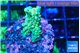 Acropora green 2-3 cm WYSIWYG acclimaté