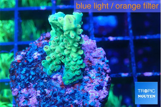 Acropora green 2-3 cm WYSIWYG acclimaté