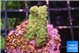 Acropora green 2-3 cm WYSIWYG acclimaté