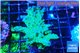 Acropora green blue ice Fijii 4-5 cm WYSIWYG acclimaté