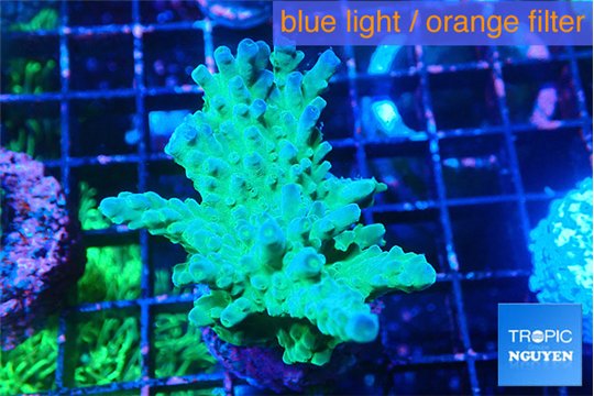 Acropora green blue ice Fijii 4-5 cm WYSIWYG acclimaté