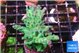 Acropora green blue ice Fijii 4-5 cm WYSIWYG acclimaté