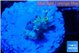 Acropora golden cherry premium 1-2 cm WYSIWYG acclimaté