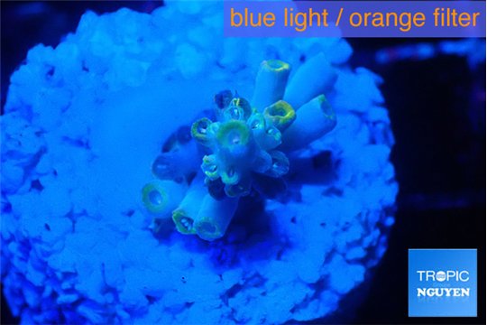 Acropora golden cherry premium 1-2 cm WYSIWYG acclimaté