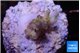 Acropora golden cherry premium 1-2 cm WYSIWYG acclimaté