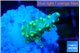 Acropora green & yellow polyps 2-3 cm WYSIWYG acclimaté