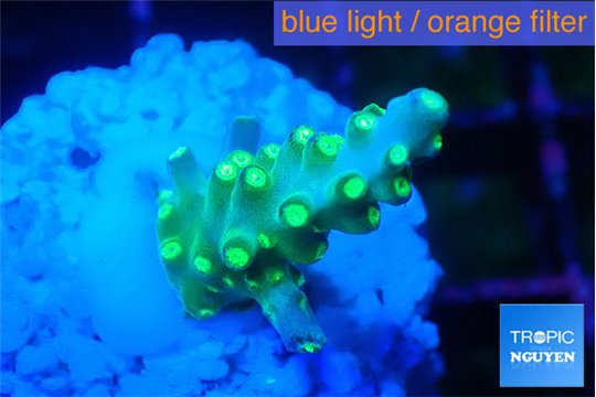 Acropora green & yellow polyps 2-3 cm WYSIWYG acclimaté