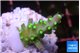 Acropora green & yellow polyps 2-3 cm WYSIWYG acclimaté