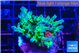 Acropora green blue ice Fijii 3-4 cm WYSIWYG acclimaté